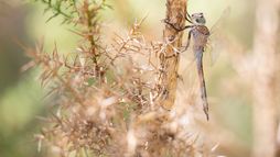 Libellules, salamandres et vipères : Une cohabitation au fil de l'eau