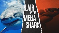 Shark of Darkness: Wrath of Submarine