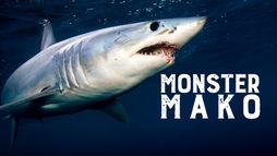 Mako : Fast N' Sharks