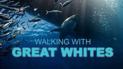 Balade avec les Grands Requins Blancs