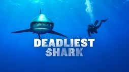 Les plus dangereux des requins