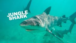 Jungle Shark