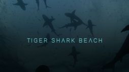 Tiger Shark Beach