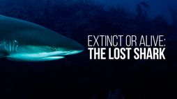 À la recherche du requin disparu