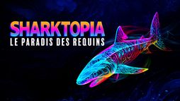 Sharktopia : le paradis des requins