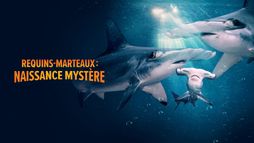 Requins-marteaux : naissance mystère