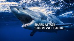 Requins: guide de survie