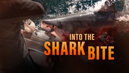 Dans la gueule du requin