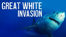 Invasion des grands blancs