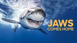 Retour des grands blancs