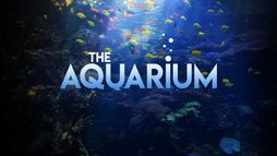 Une saison à l’Aquarium