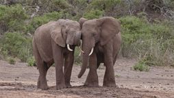 Le chagrin des animaux : mythe ou réalité ?