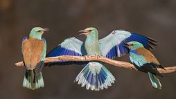 L'oiseau bleu : la vie secrète du rollier d'Europe