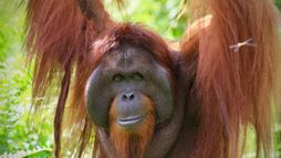 Orangs-outans : nos frères de la forêt