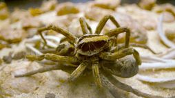 Les insectes, une vie sexuelle foisonnante