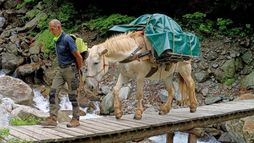 Le mulet en montagne, une alternative