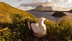 Lord Howe, la renaissance de l'île-sanctuaire