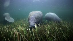 Des prairies sous-marines pour les lamantins