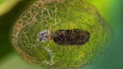 Le biomimétisme pour construire le monde de demain