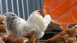 Super poulet