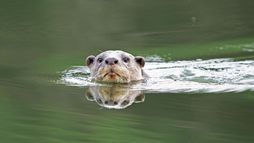 Loutres d'Asie - une vie sur le fleuve