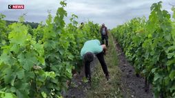 Nouvelle-Aquitaine : face au changement d'heure et à la canicule, les vignes s'organisent