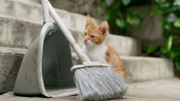 Istanbul, la ville des chats