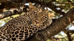 Rivière Mara, quand les sabots se taisent : Le berceau de la savane