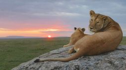 Serengeti, la grande cavalcade des animaux - Saison 3