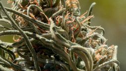 Maroc, le tournant du cannabis médical
