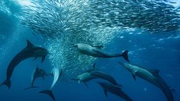 La grande migration des poissons d'argent