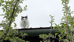 Biodiversité : faut-il chasser les chats