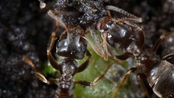 Le sol, royaume du vivant