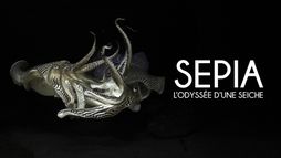 Sépia, l'odyssée d'une seiche