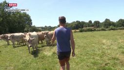 Agriculteurs : vers la location de vaches ?
