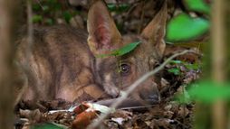 Abruzzes : Le retour du loup au coeur de l'Italie