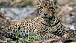 Sur la piste du jaguar au Guyana