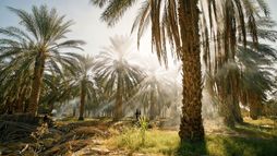 Tunisie, une oasis dans un grain de sable
