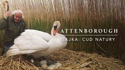 David Attenborough: Jajko cud natury