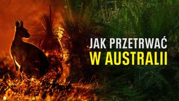 Jak przetrwać w Australii
