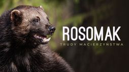 Rosomak. Trudy macierzyństwa