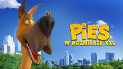 Pies w rozmiarze XXL