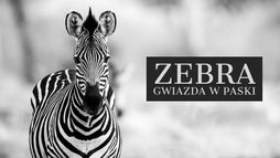 Zebra. Gwiazda w paski