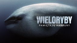 Wieloryby pamiętają harpuny