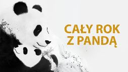 Cały rok z pandą