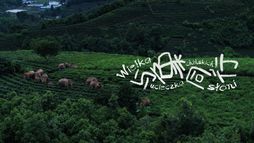 Wielka ucieczka chińskich słoni