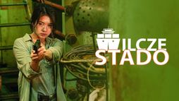 Wilcze stado