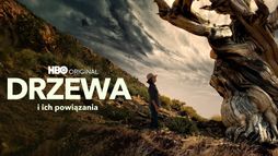 Drzewa i ich powiązania
