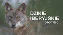 Dzikie iberyjskie opowieści