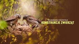 Najbardziej niezwykłe konstrukcje zwierząt